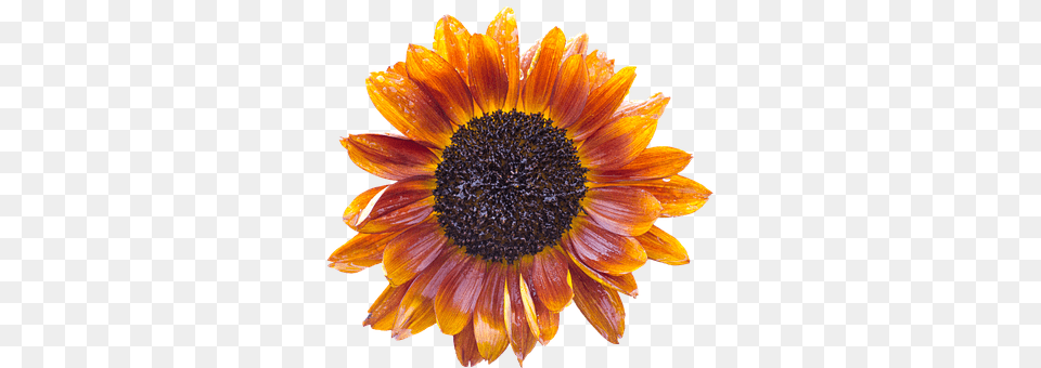 Sun Flower Daisy, Plant, Sunflower, Dahlia Free Transparent Png
