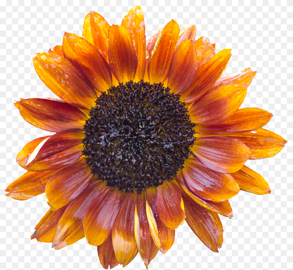Sun Flower Daisy, Plant, Sunflower, Petal Png