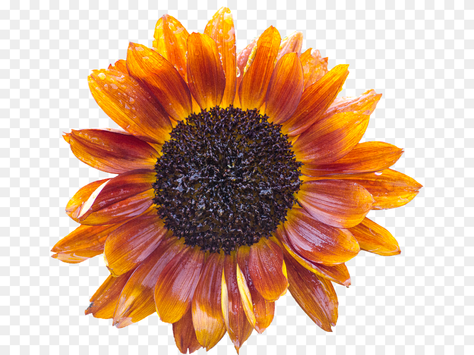 Sun Flower Daisy, Plant, Sunflower, Petal Png