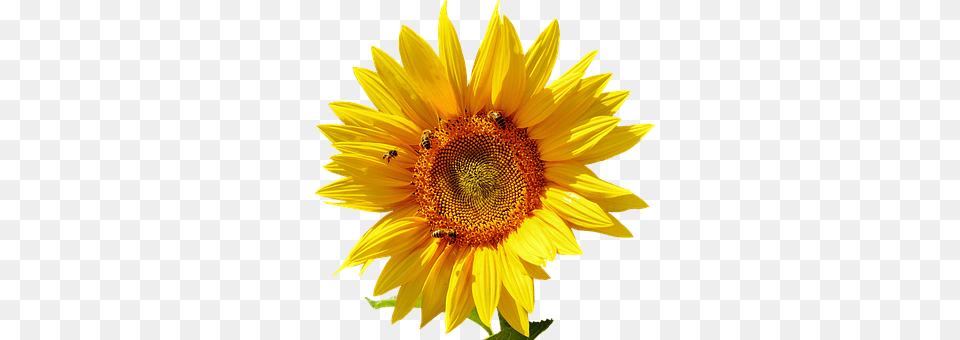 Sun Flower Plant, Sunflower, Animal, Bee Free Png