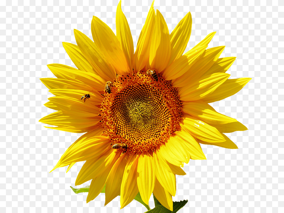 Sun Flower Plant, Sunflower, Animal, Bee Png