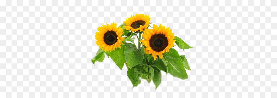 Sun Flower Plant, Sunflower, Flower Arrangement, Flower Bouquet Png Image