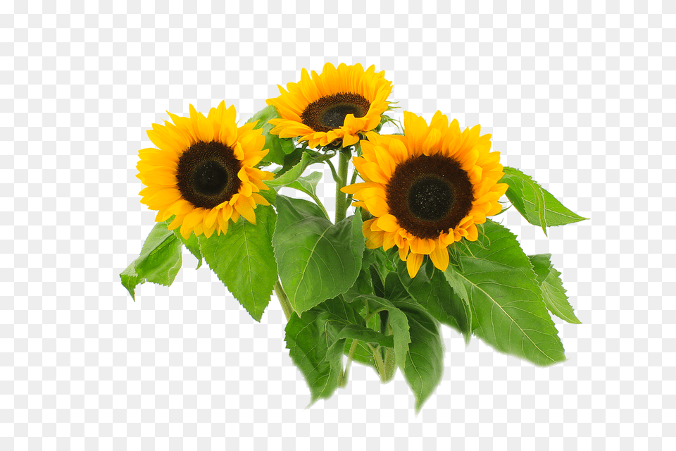 Sun Flower Plant, Sunflower, Flower Arrangement Png Image