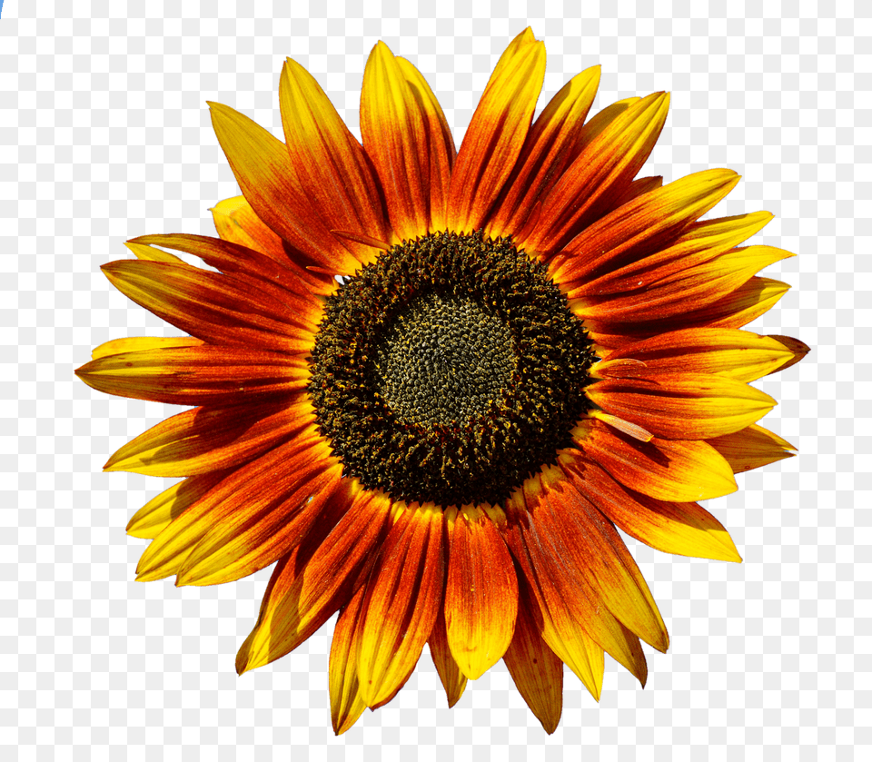 Sun Flower Plant, Sunflower, Daisy Free Png