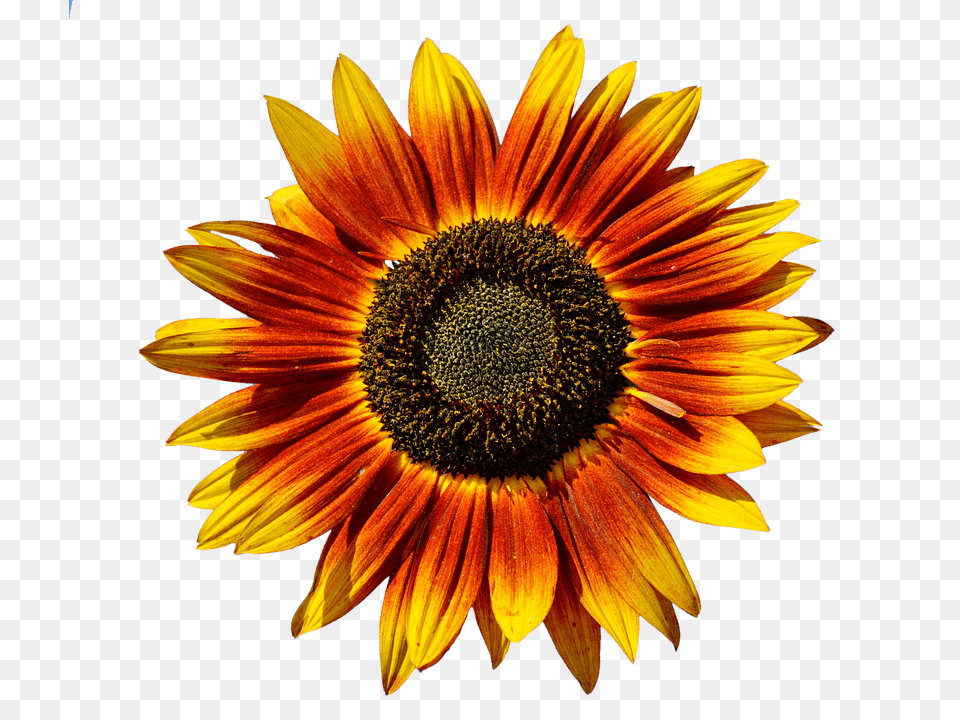 Sun Flower Plant, Sunflower, Daisy Free Png