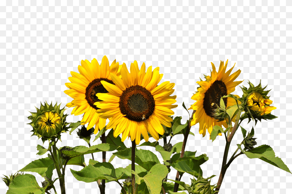 Sun Flower Plant, Sunflower Free Png