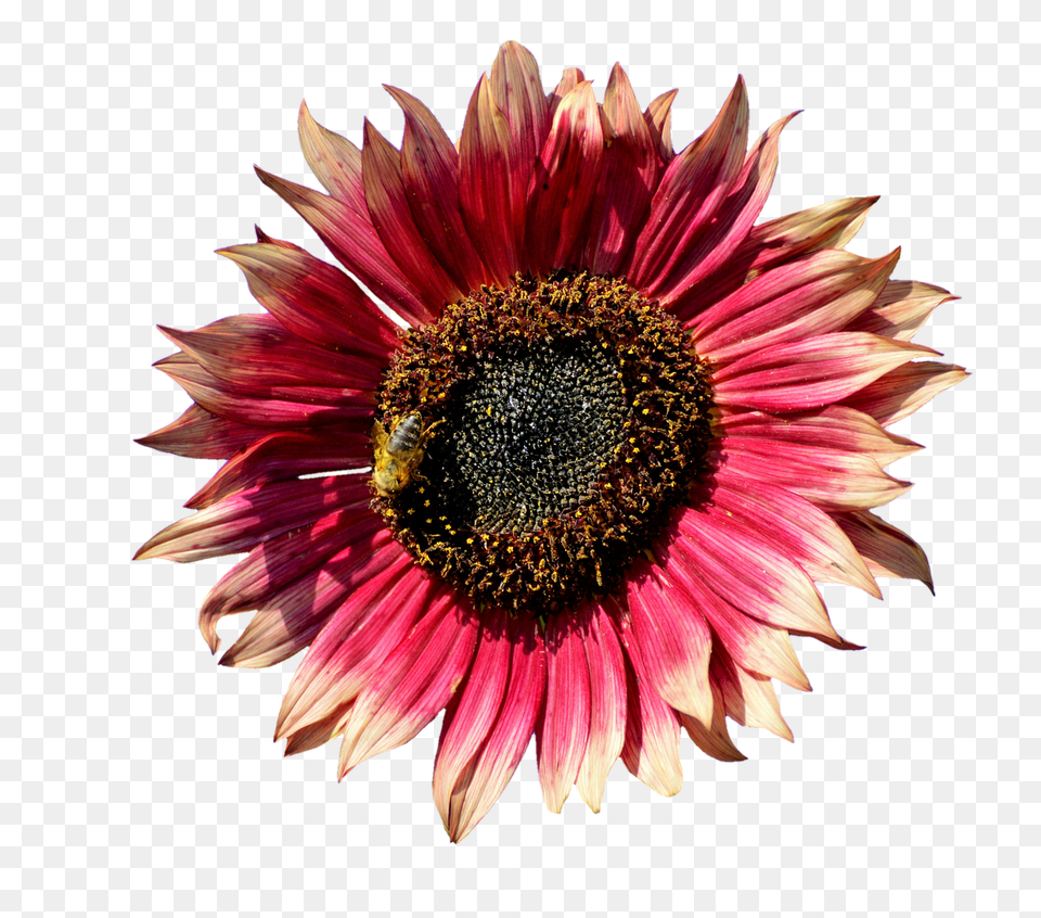 Sun Flower Pollen, Daisy, Plant, Sunflower Png Image