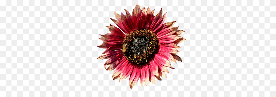 Sun Flower Daisy, Plant, Pollen, Sunflower Free Png Download