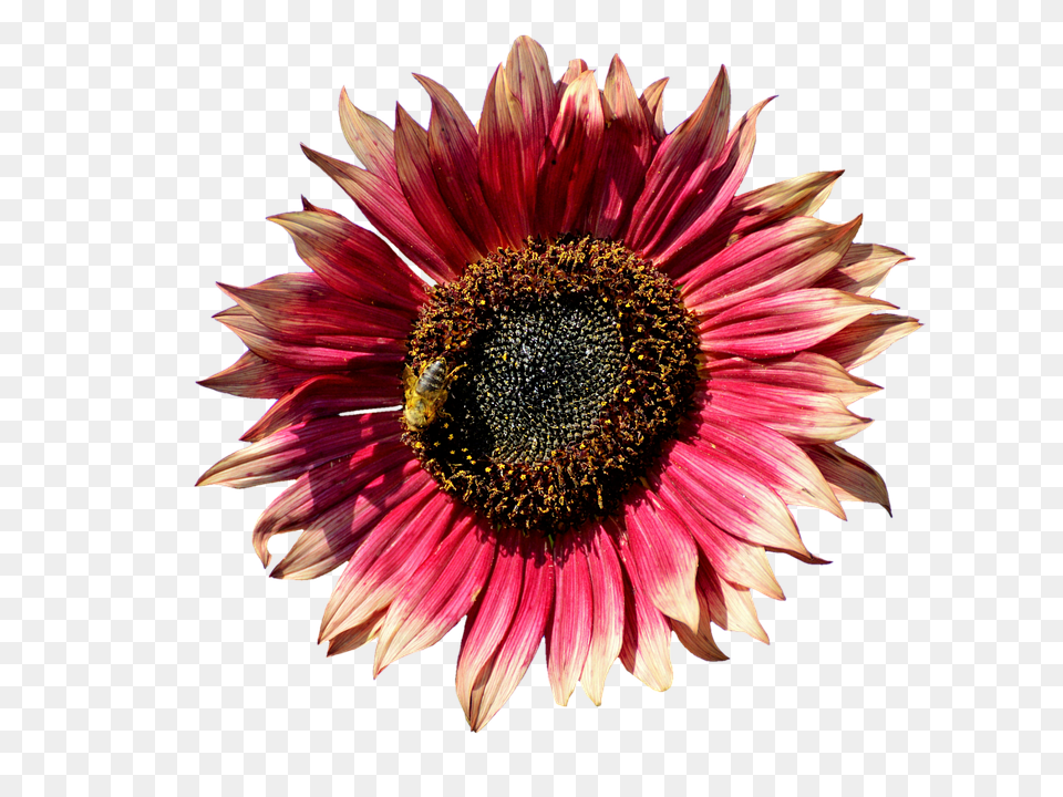 Sun Flower Pollen, Plant, Daisy, Sunflower Free Png Download