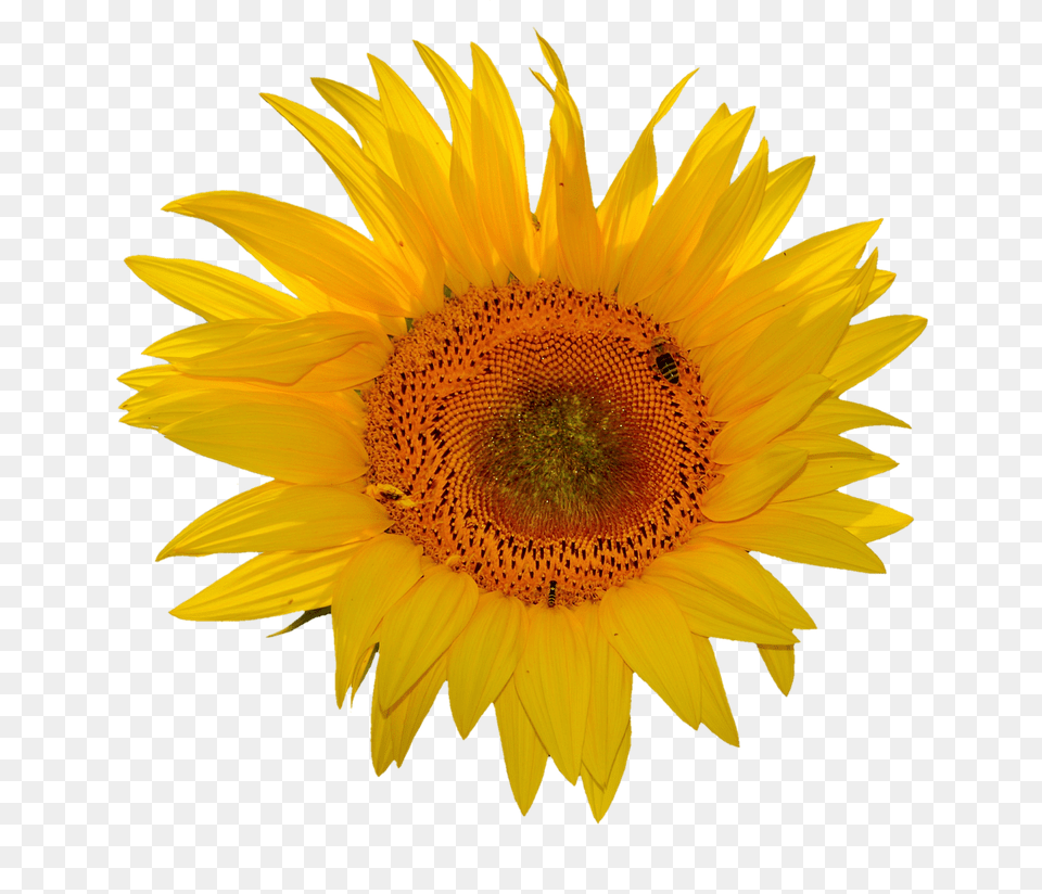 Sun Flower Plant, Sunflower Png