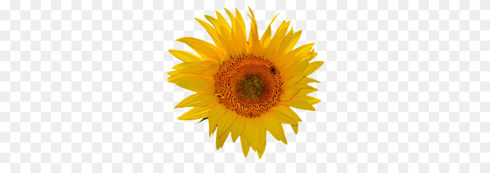 Sun Flower Plant, Sunflower Free Png Download