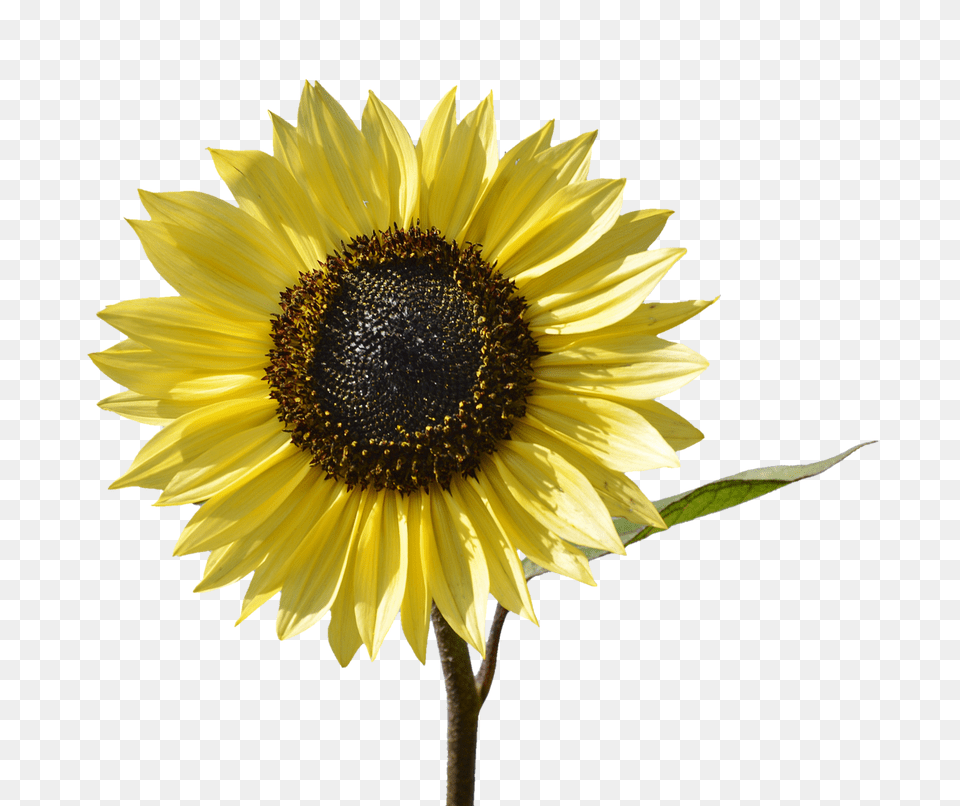 Sun Flower Plant, Sunflower, Daisy Free Png Download
