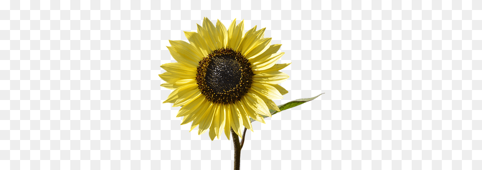 Sun Flower Plant, Sunflower, Daisy Png