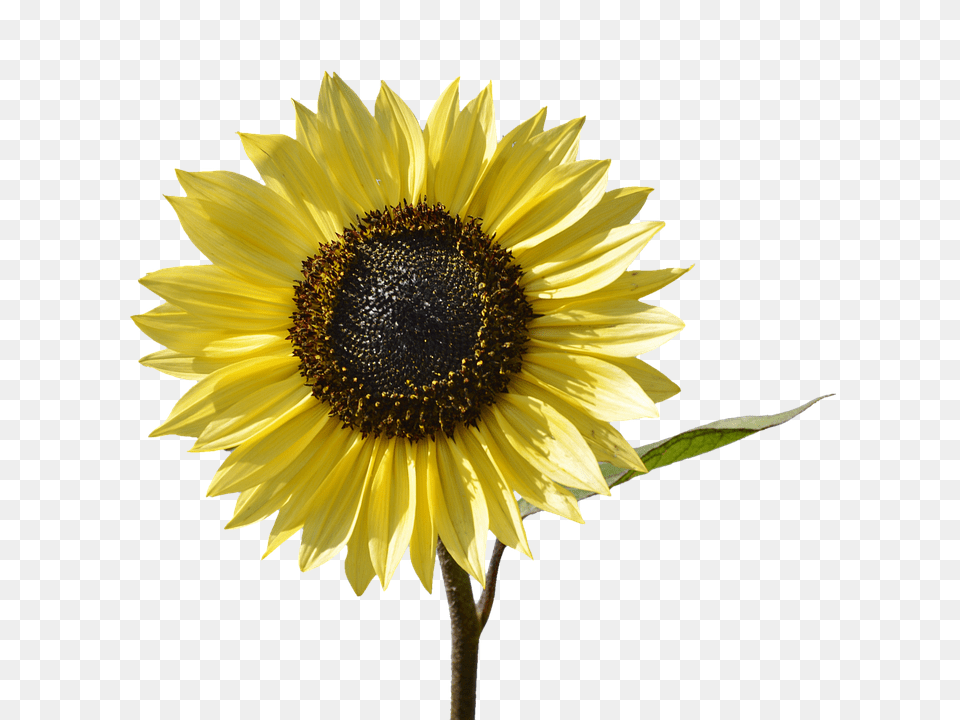 Sun Flower Plant, Sunflower, Daisy Png Image