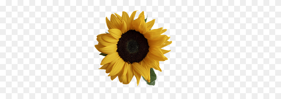 Sun Flower Plant, Sunflower Free Png