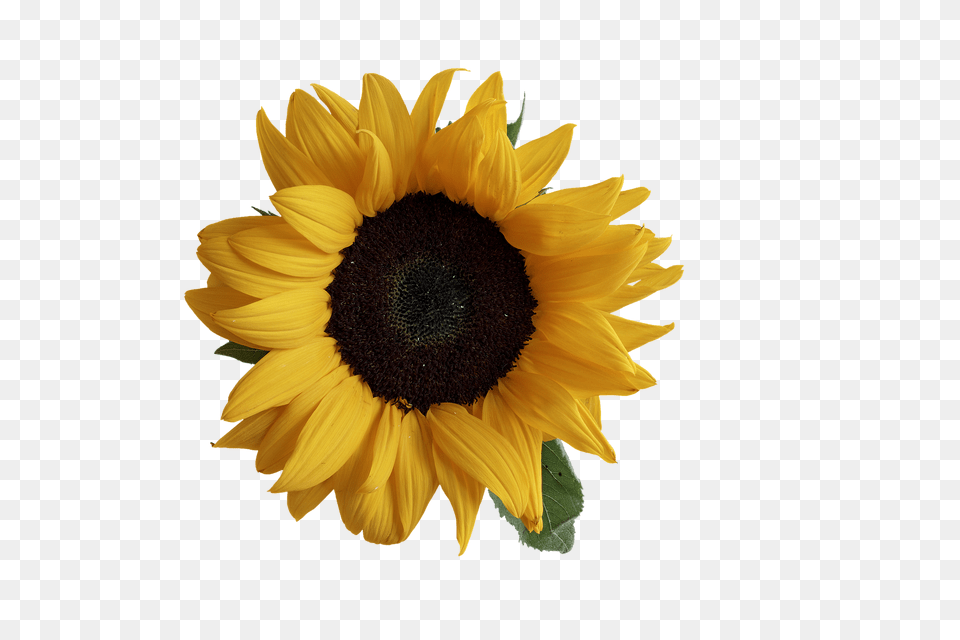 Sun Flower Plant, Sunflower Free Png Download