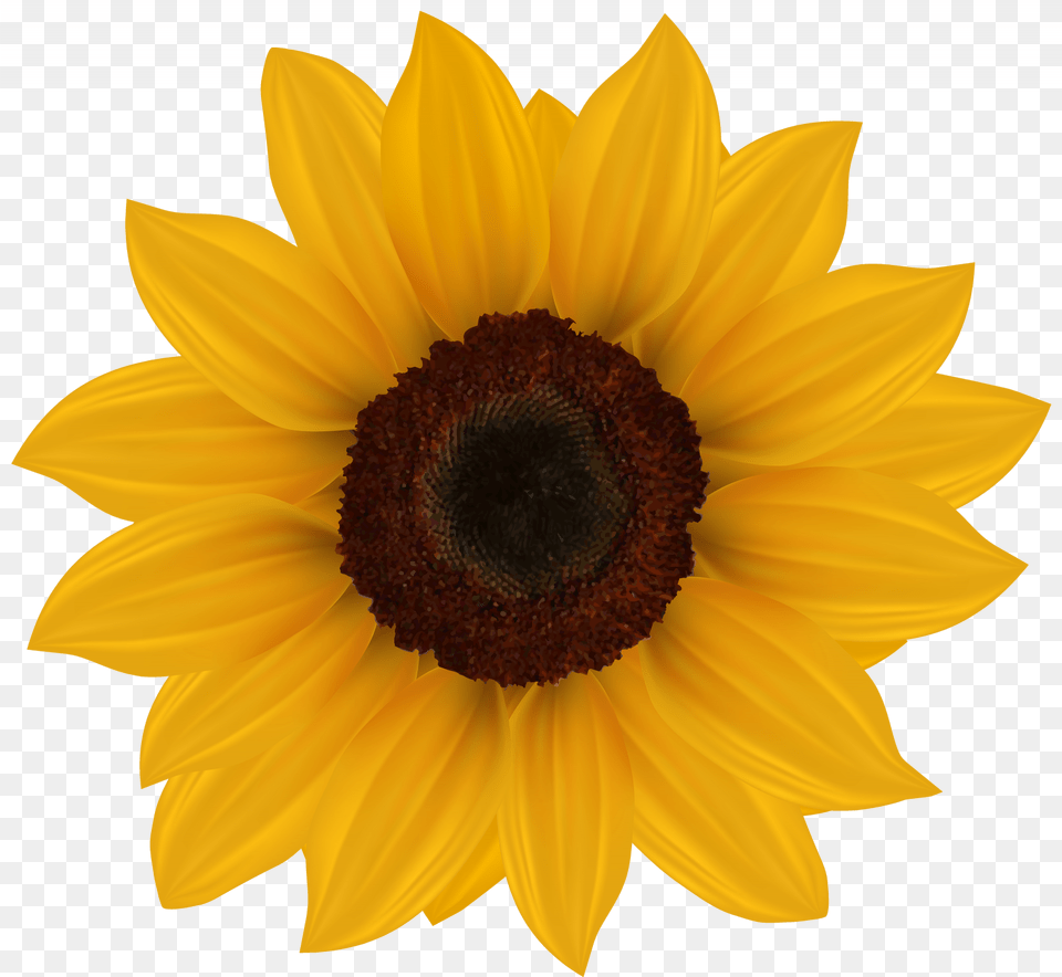 Sun Flower Clip Art Sunflower Clipart Image Transparent Background Sunflower Clipart, Plant, Daisy Free Png Download