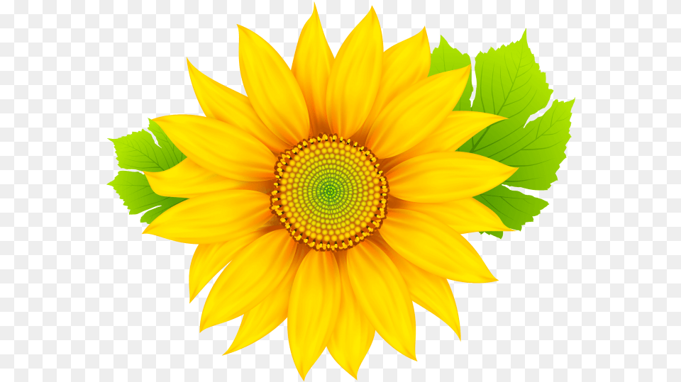 Sun Flower Clipart Sun Flower With A Transparent Background, Plant, Sunflower Free Png Download