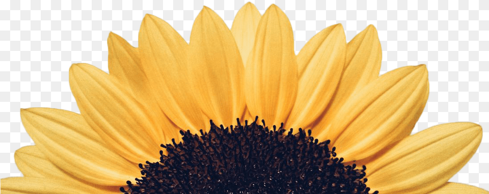 Sun Flower Detailed Transparent Background Sonre Cada Da, Daisy, Plant, Sunflower, Petal Free Png