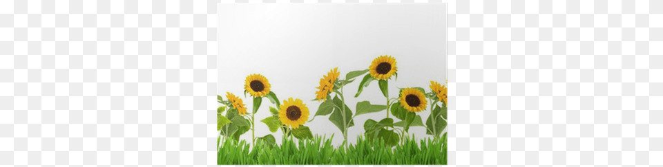 Sun Flower Garden Clip Art, Plant, Sunflower, Daisy, Grass Free Png Download