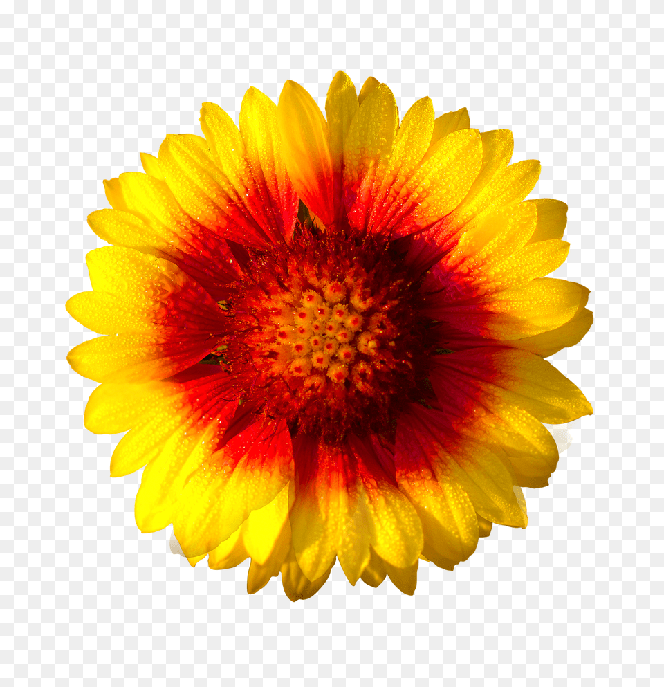 Sun Flower Isolated Flower Hd, Daisy, Petal, Plant, Pollen Free Png