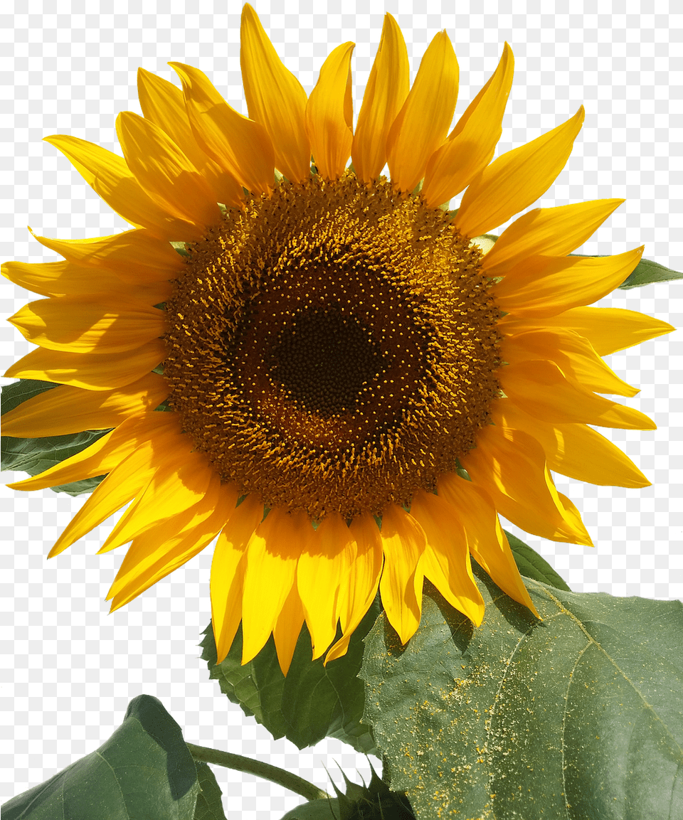 Sun Flower Isolated Yellow Flowers Free Picture Bunga Matahari Animasi Pearl, Plant, Sunflower Png