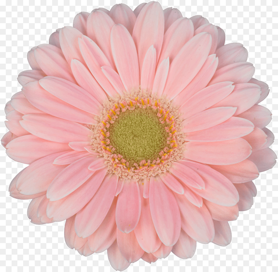 Sun Flower Pink, Dahlia, Daisy, Petal, Plant Free Transparent Png