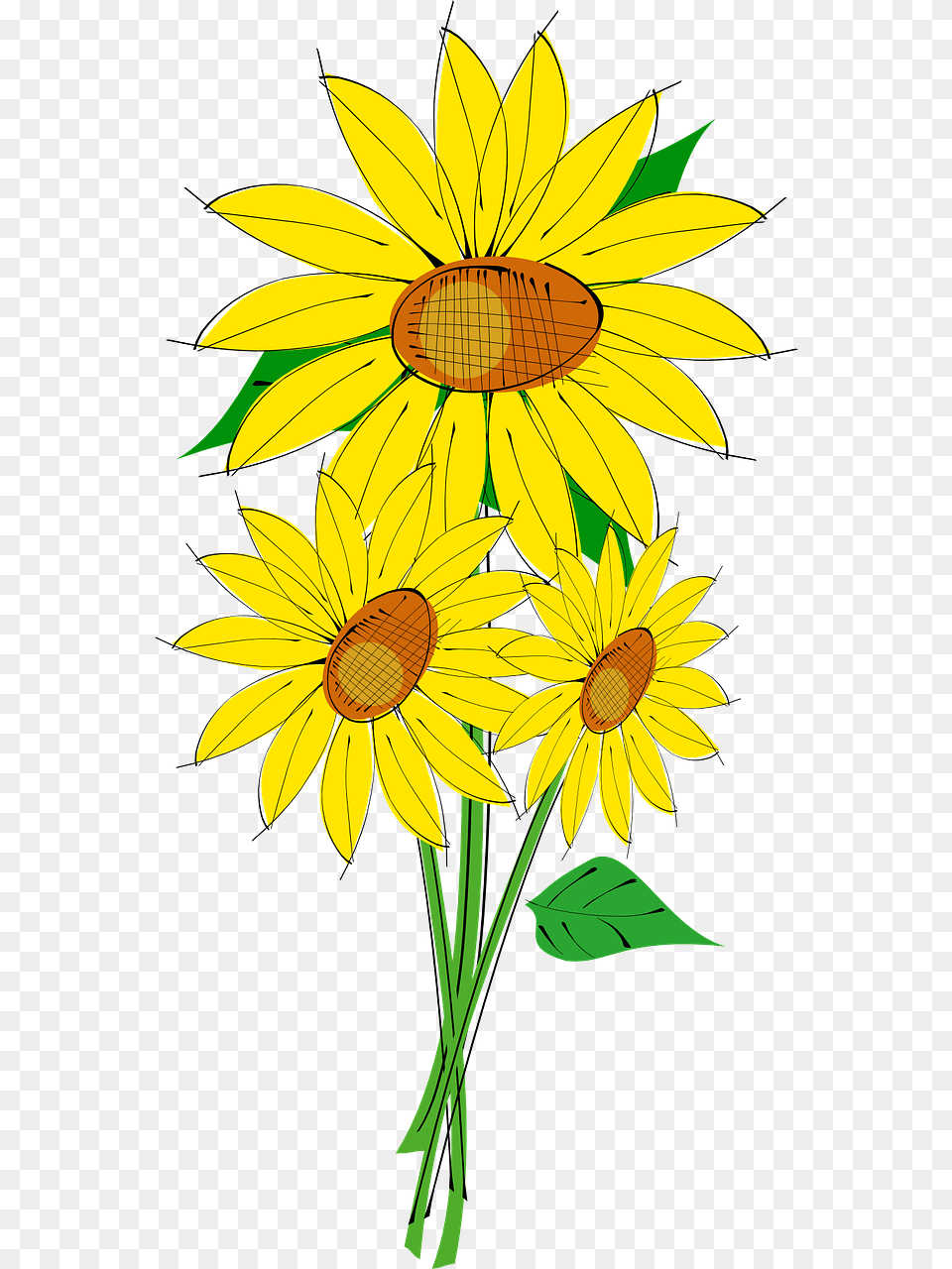 Sun Flower Plant Picture Bouquet Of Sunflower Clipart, Daisy Free Png