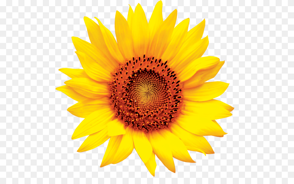 Sun Flower Transparent Background Sunflower Clipart, Plant Png