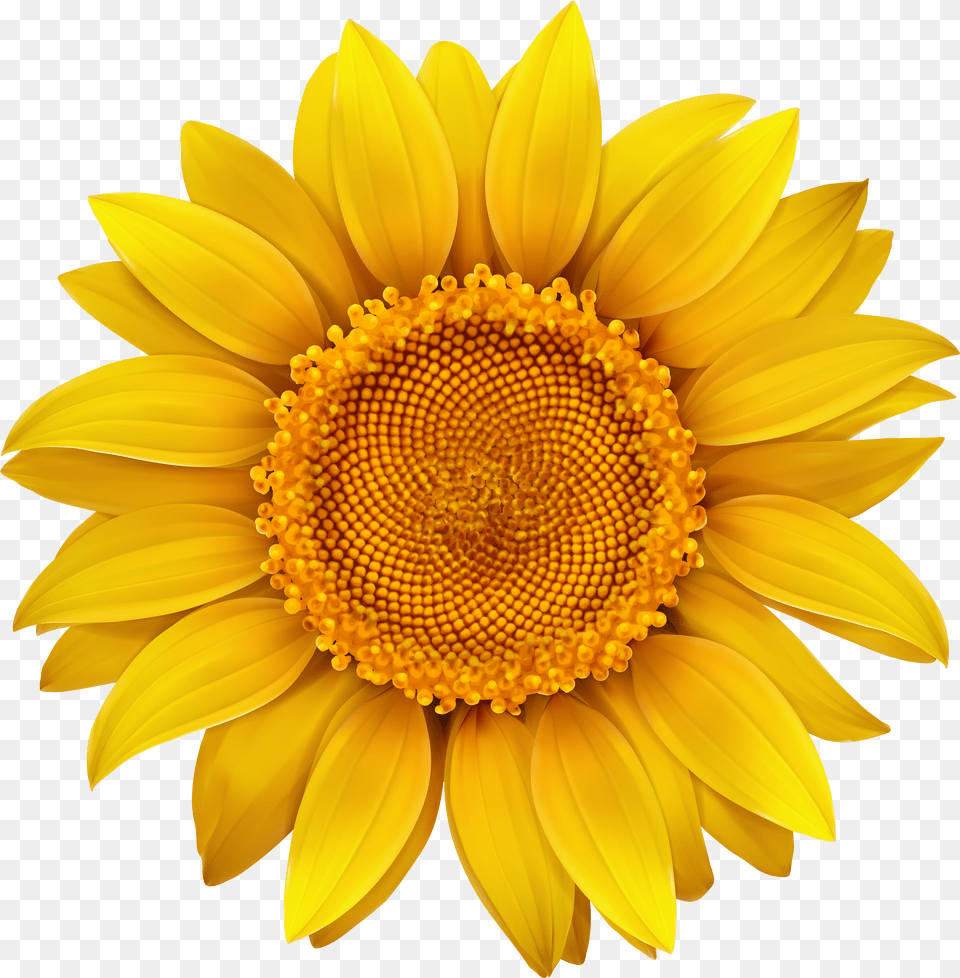 Sun Flower Transparent For Yellow Free Png Download