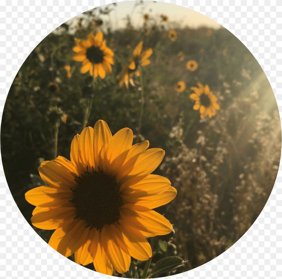 Sun Flower Tumblr Vintage Yellow Sunflower Vintage Aesthetic Sunflowers, Petal, Daisy, Plant, Photography Png