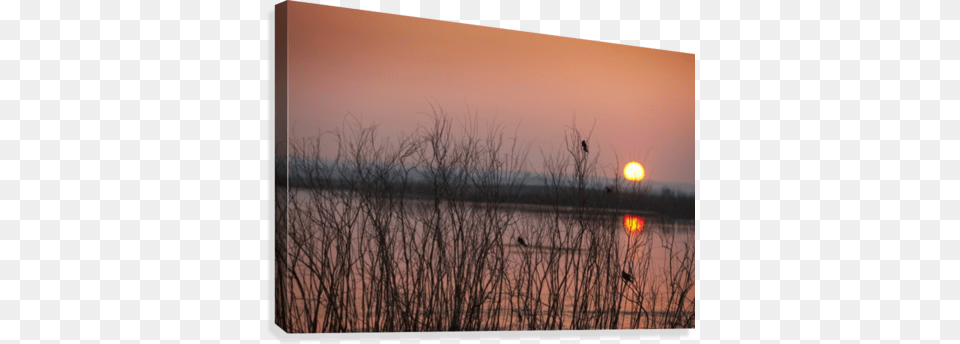 Sun Glowing In A Pink Sky At Sunset And Reflections, Nature, Outdoors, Sunrise, Reed Png