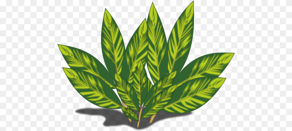 Sun Kissed Leaves, Green, Herbal, Herbs, Leaf Png Image