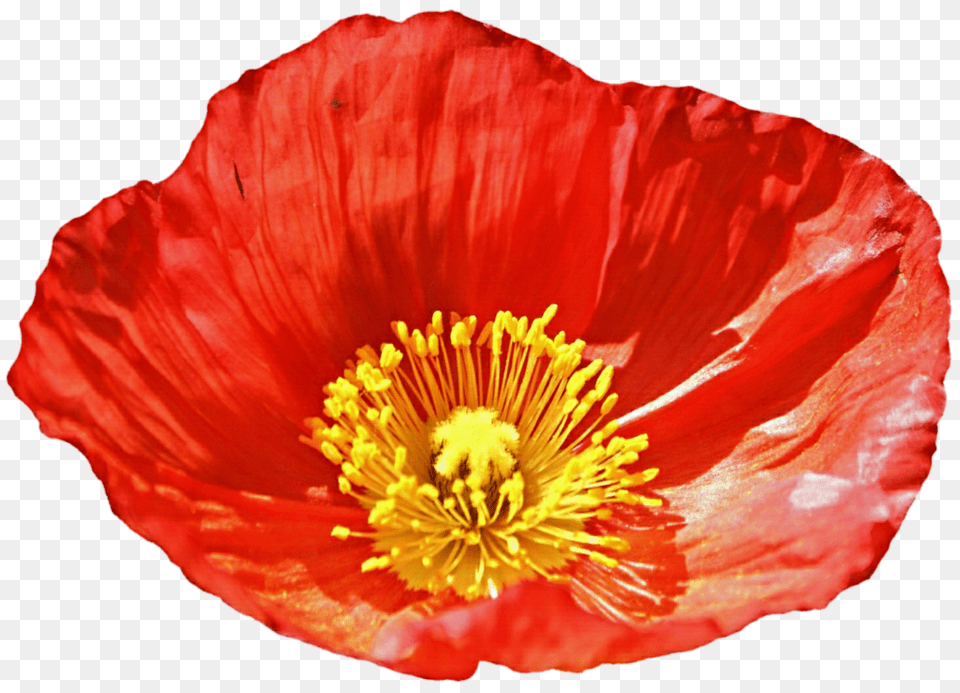 Sun Kissed Poppy, Flower, Plant, Pollen, Petal Free Transparent Png