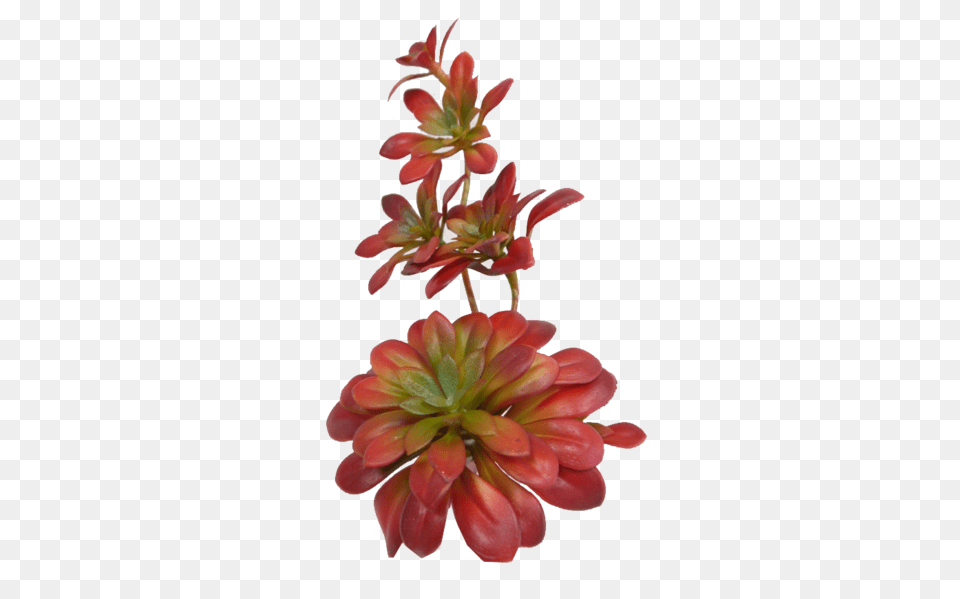 Sun Kissed Succulent Pick Paul Michael Company, Flower, Flower Arrangement, Geranium, Petal Free Png