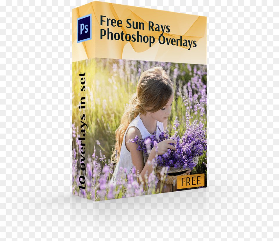 Sun Ray Overlay Cover Box Girl In Flowers English Lavender, Plant, Flower, Child, Female Free Png