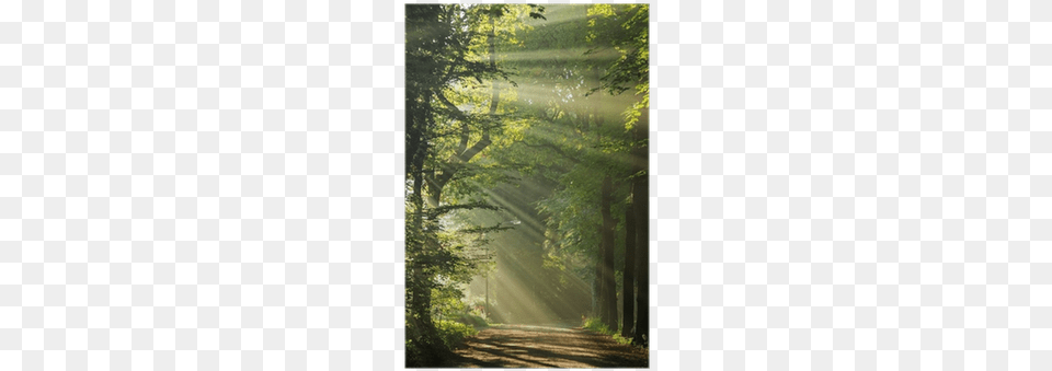 Sun Rays Shining Through The Trees In A Forrest Man Of The Forest, Flare, Vegetation, Tree, Sunlight Free Transparent Png