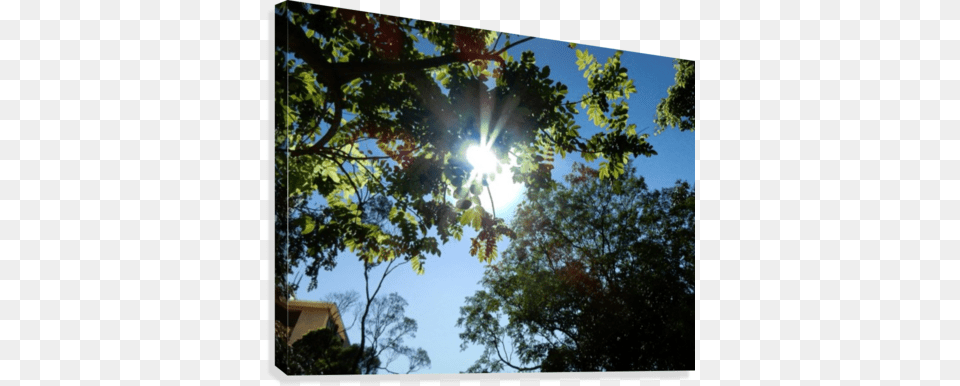 Sun Shine And Tree Canvas Print Artist, Woodland, Vegetation, Sunlight, Sky Free Png Download