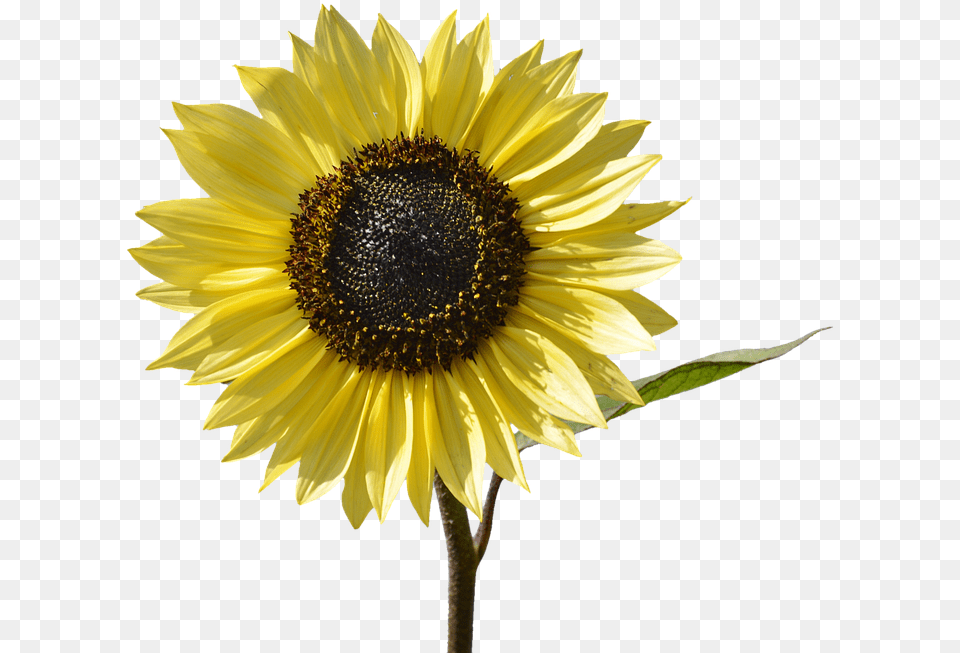 Sun Yellow Flower, Plant, Sunflower, Daisy Free Png