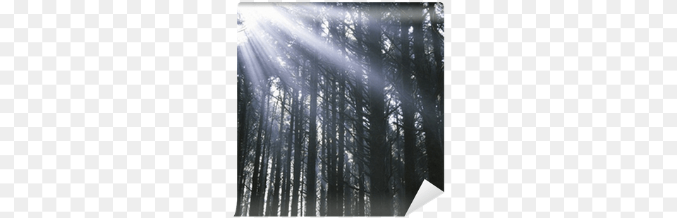 Sunbeams Through Silhouetted Pine Trees Wall Mural Posterazzi Sunbeams Through Silhouetted Pine Trees, Flare, Vegetation, Light, Sunlight Png Image