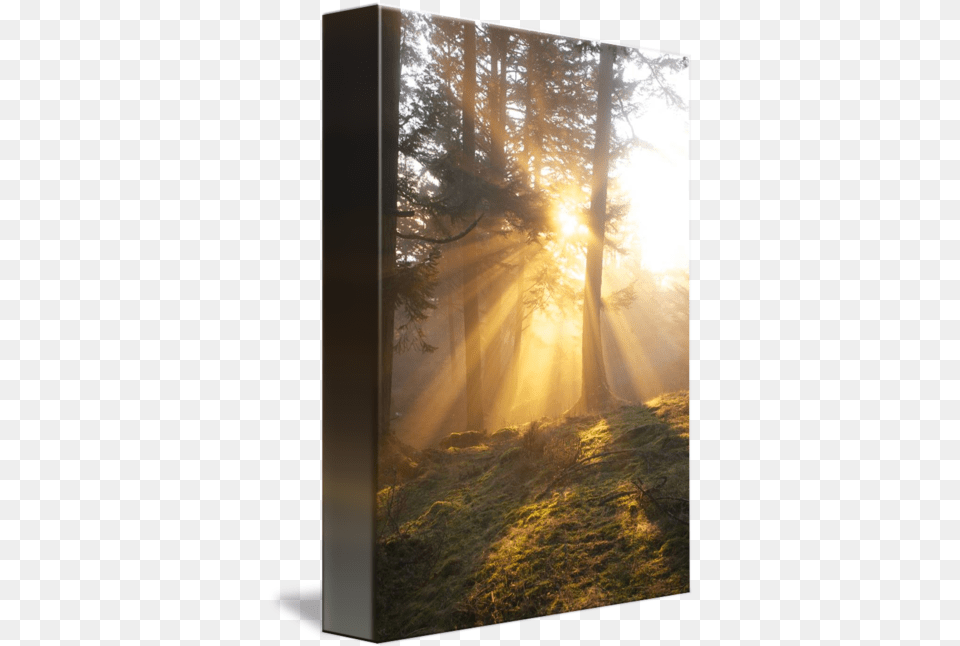 Sunbeams Through Trees By Kurt Thorson Natural Landscape, Flare, Sunlight, Sky, Outdoors Free Transparent Png