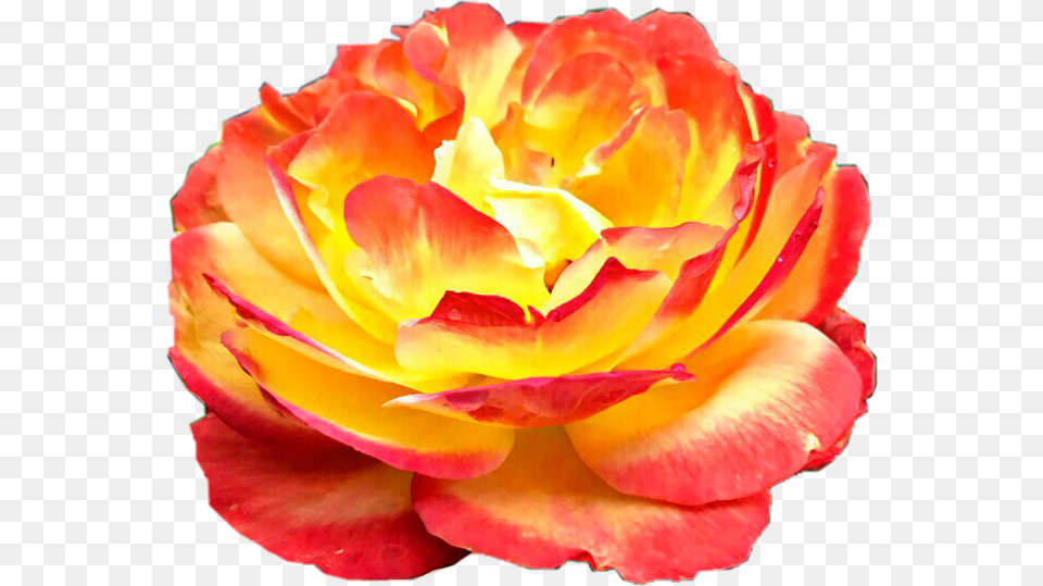 Sunburst Rose Flower Yellow Red Orange Beautiful Yellow Amp Red Roses Pmg, Petal, Plant, Carnation, Dahlia Free Transparent Png