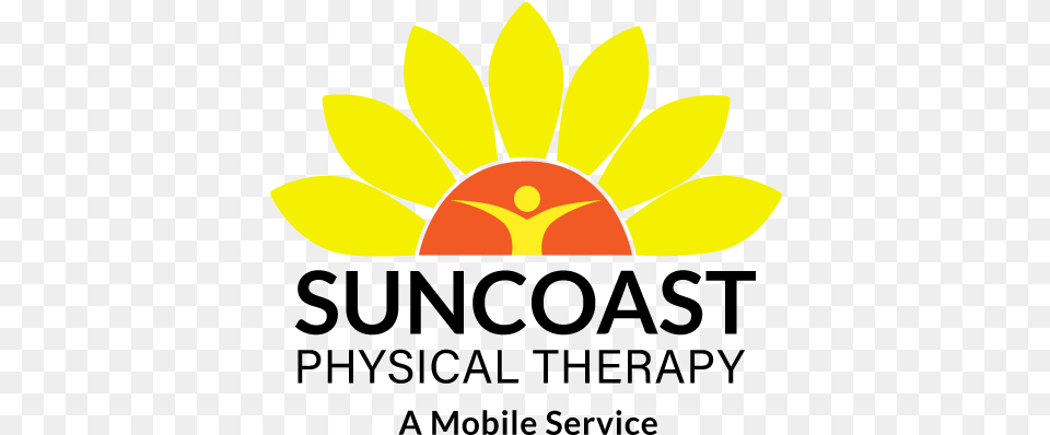 Suncoast Physical Therapy Language, Flower, Petal, Plant, Daisy Png