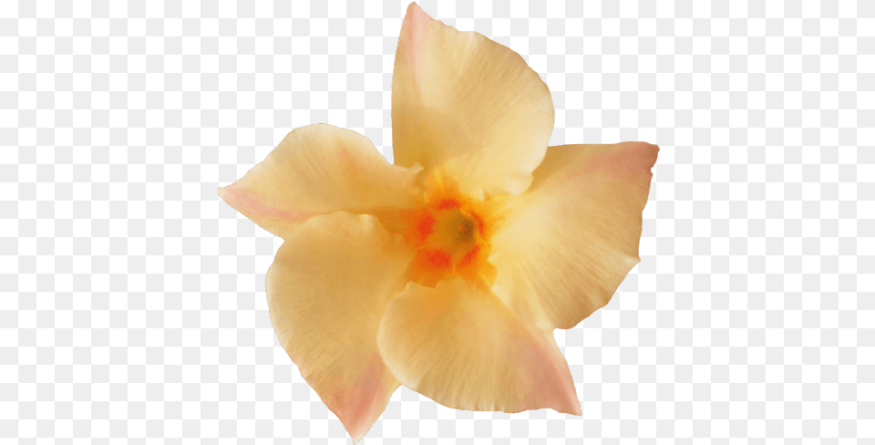 Sundaville Apricot Desert Rose, Daffodil, Flower, Plant, Petal Free Png