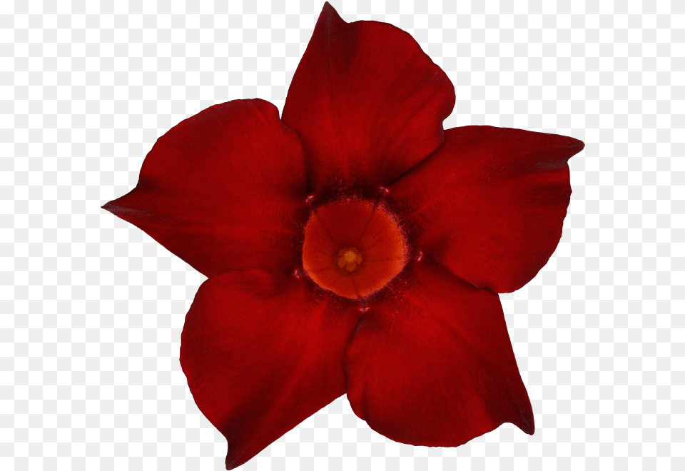 Sundaville Dark Red Rocktrumpet, Flower, Petal, Plant, Rose Free Transparent Png