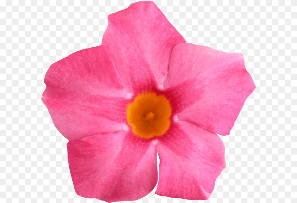 Sundaville Rose Star Mandevilla, Flower, Geranium, Petal, Plant Free Transparent Png