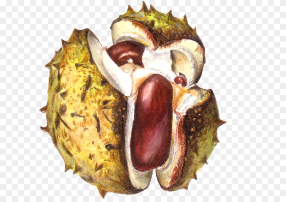 Sunday 6 October Horse Chestnut Drawing, Food, Nut, Plant, Produce Free Png Download