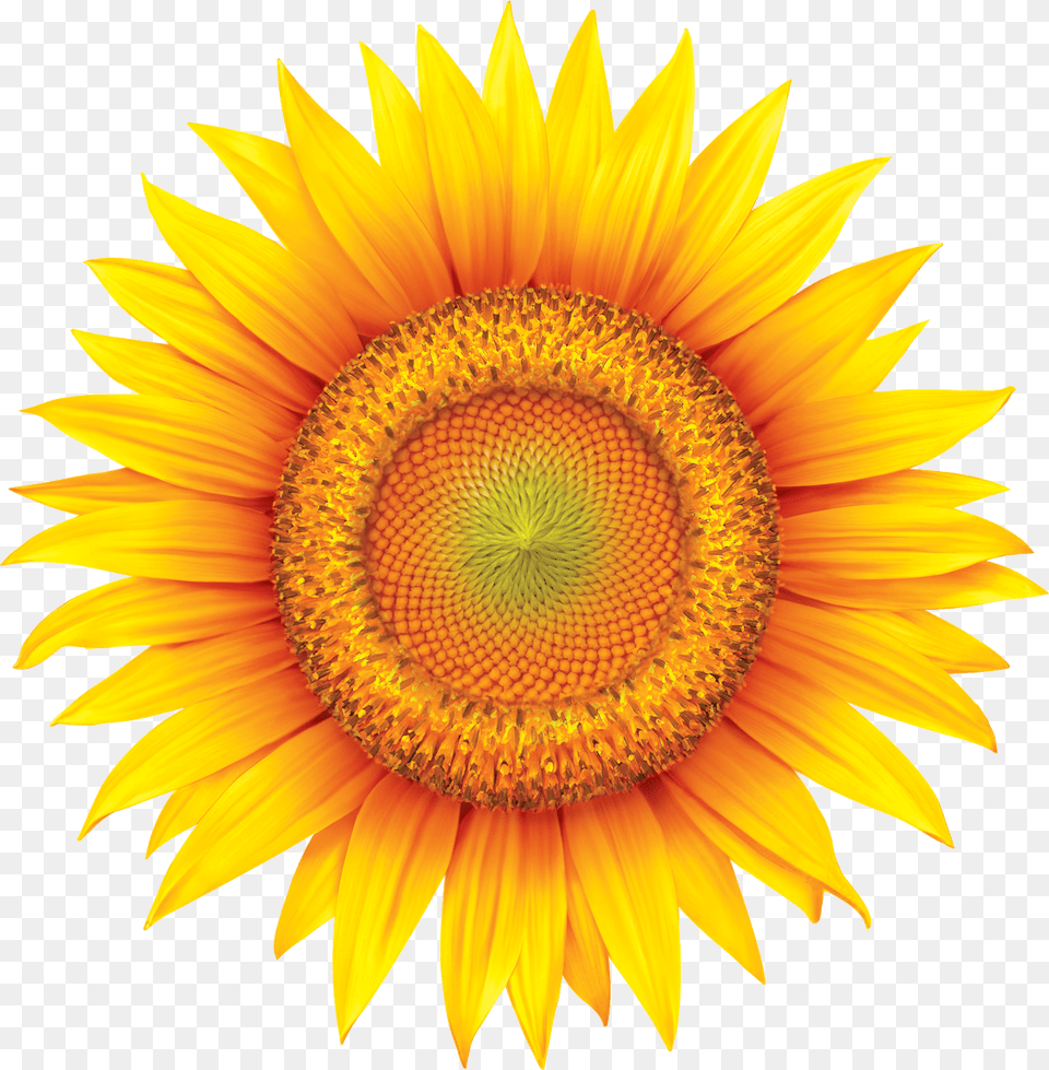 Sundown Naturals, Flower, Plant, Sunflower Png