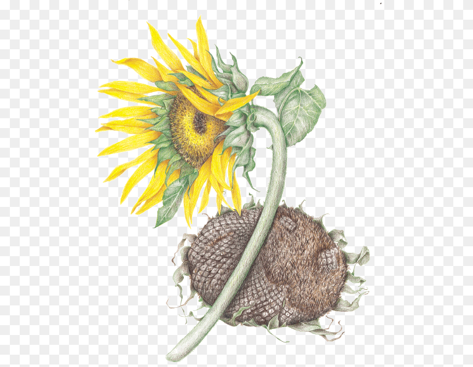 Sunflower, Flower, Plant Free Png Download