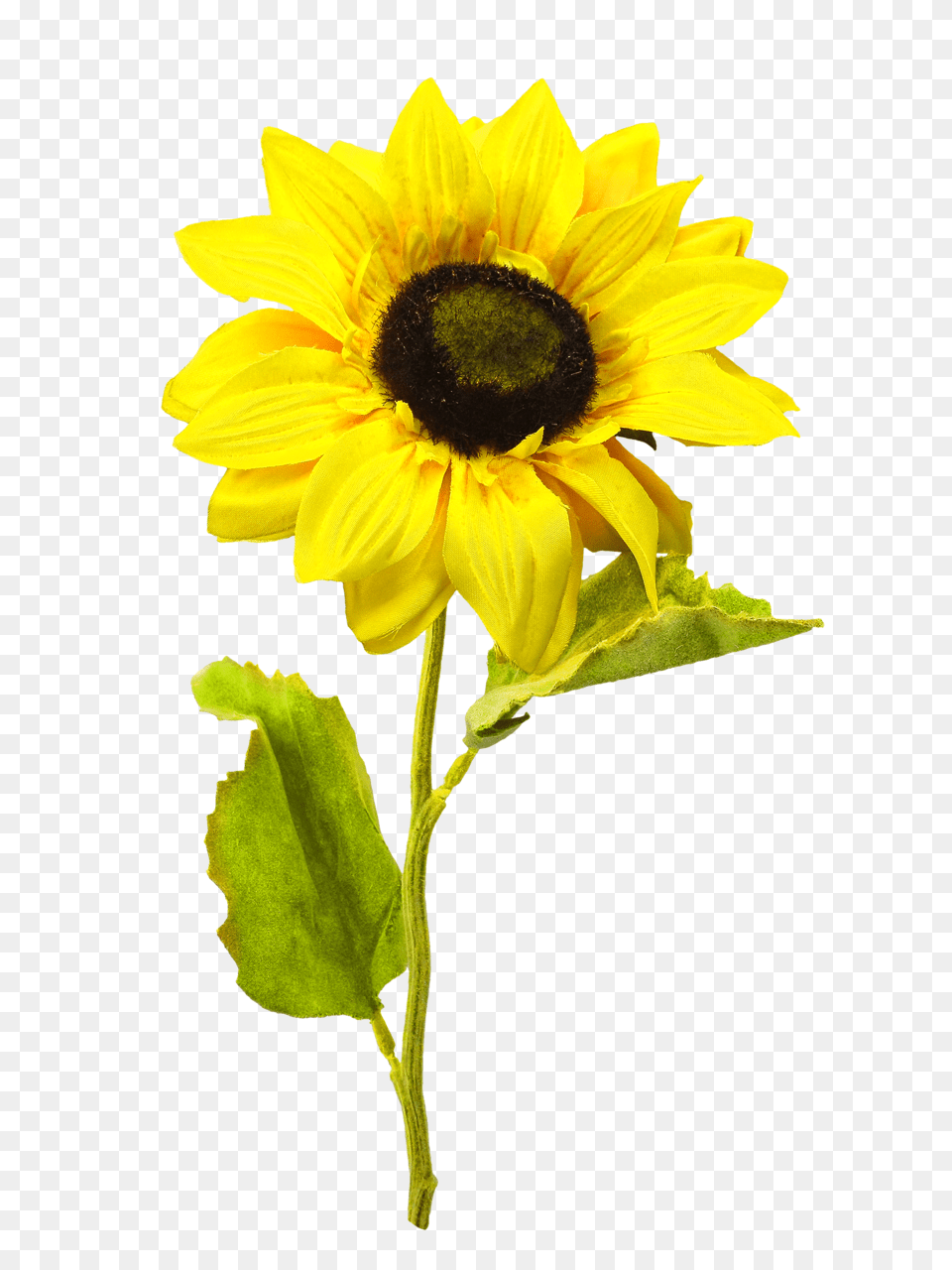 Sunflower, Flower, Plant, Animal, Bee Free Png